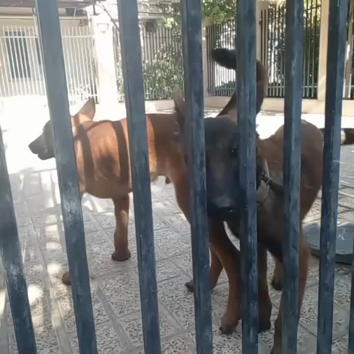 بلژین مالینویز Belgian malinois|سگ|تهران, زعفرانیه|دیوار