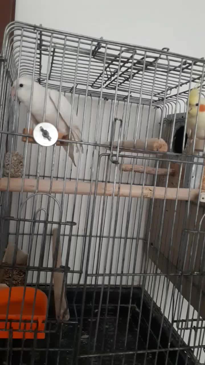 عروس ههلندی و مرغ عشق|پرنده|بیرجند, |دیوار