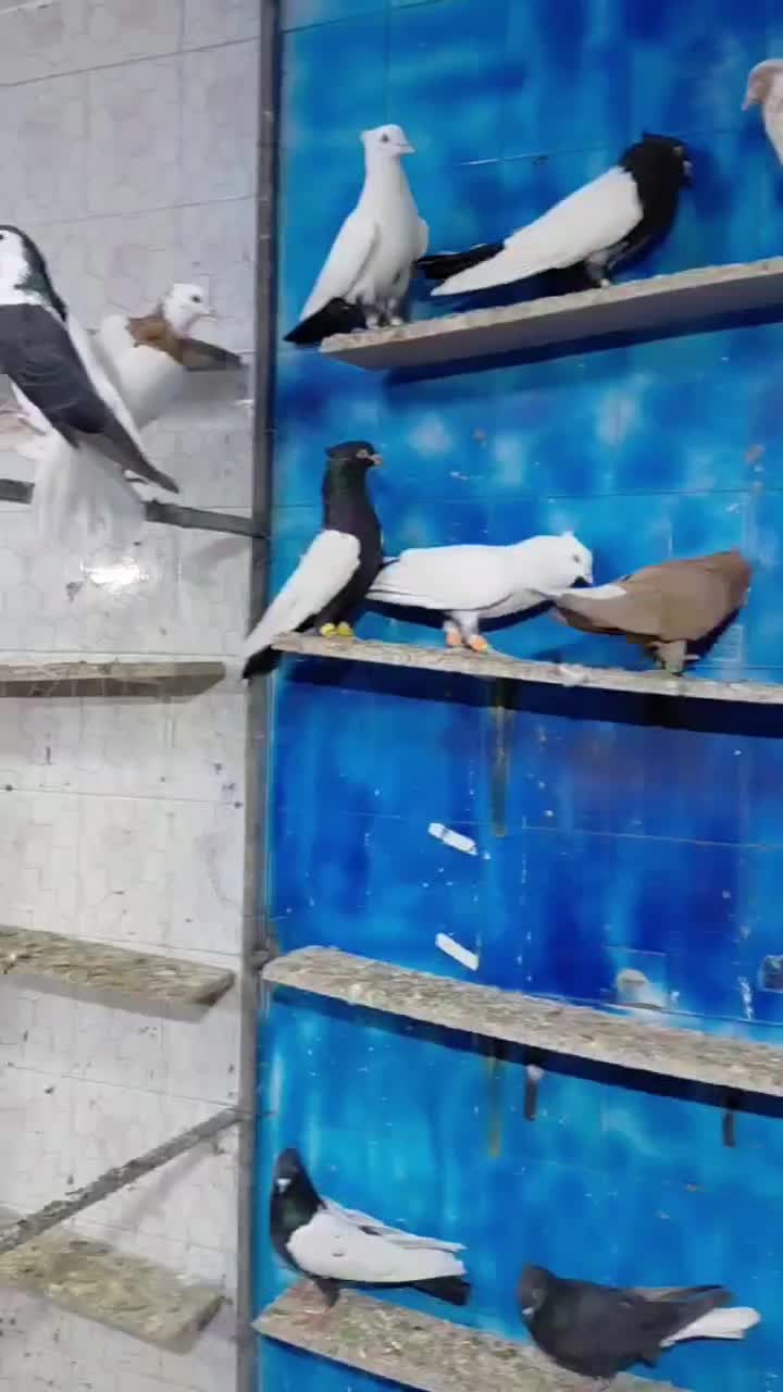 دسته رنگی درجه یک|پرنده|دزفول, |دیوار