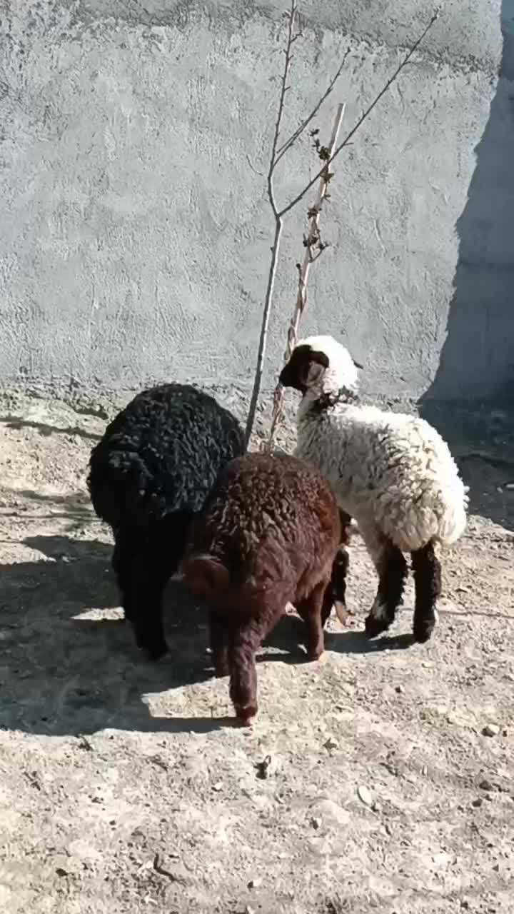 بره.ماده|حیوانات مزرعه|مشهد, کلاته برفی|دیوار