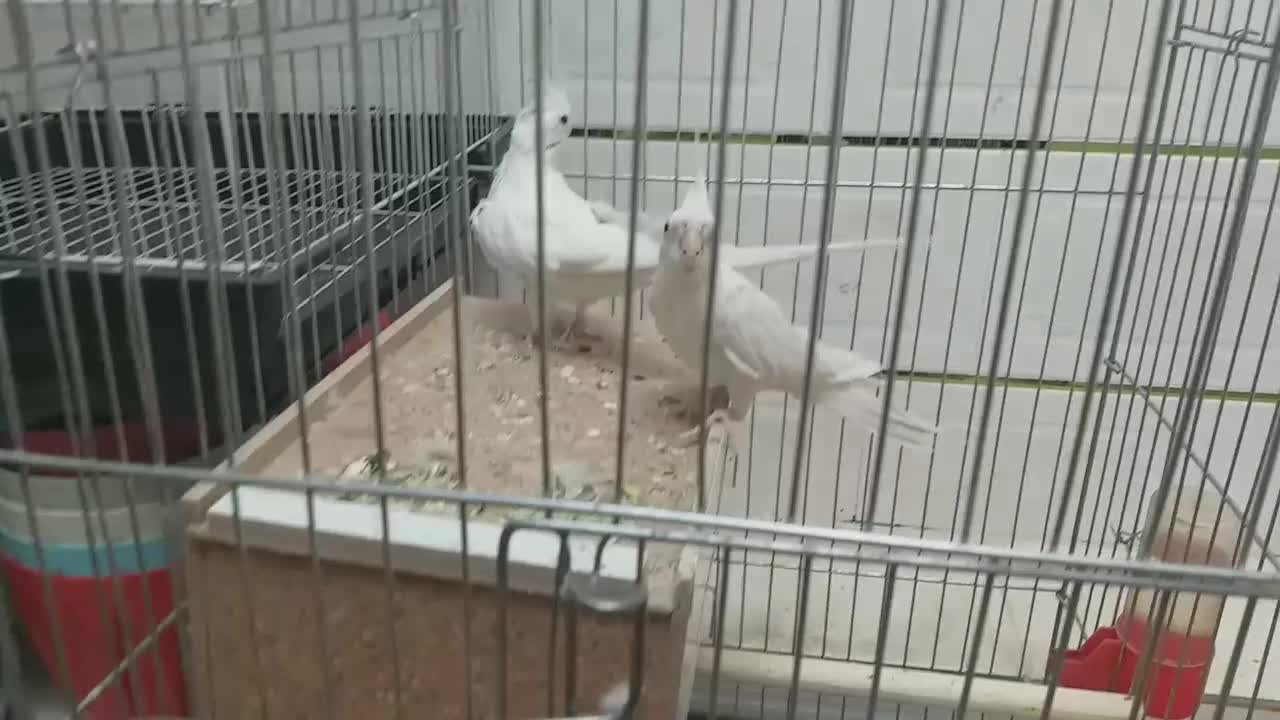 جفت عروس هلندی مولد البینو چشم شرابی|پرنده|فولادشهر, باغشاد|دیوار