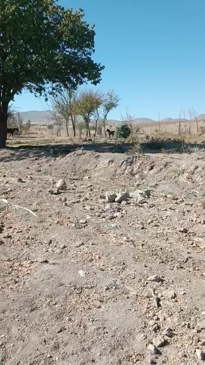 اسب مادیان کورشم مادیانه|اسب و تجهیزات اسبسواری|کبودرآهنگ, |دیوار