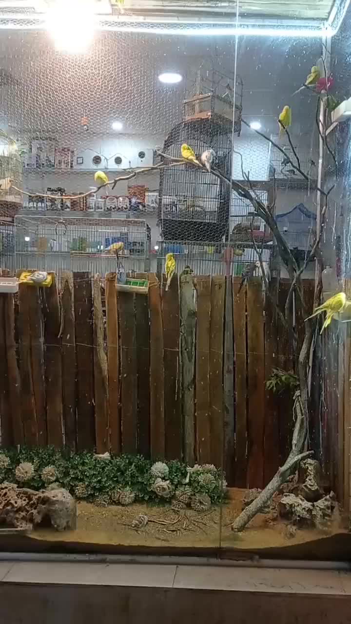 ملزومات عروس هلند|عمده‌فروشی|ایلام, |دیوار