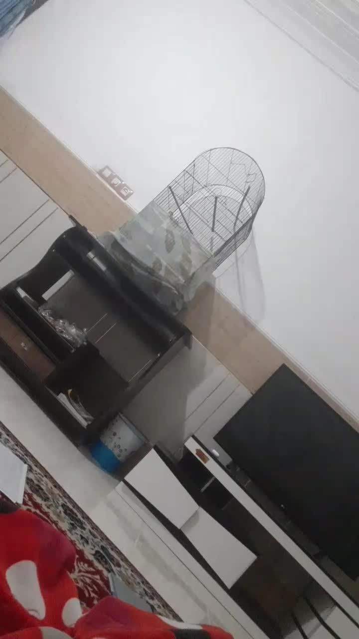 عروس هلندی رودان|پرنده|رودان, |دیوار