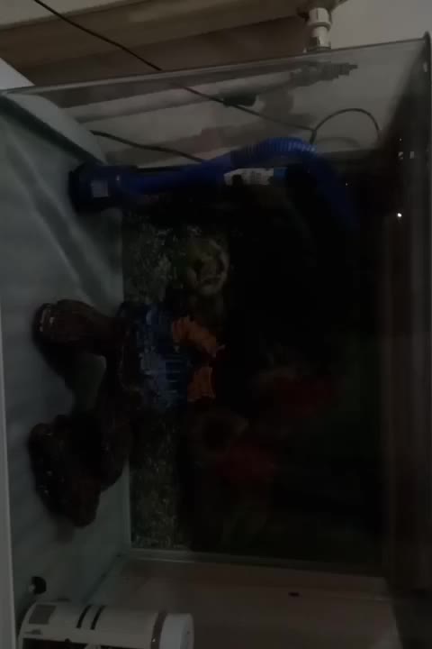 اکواریوم شرکتی|ماهی|دماوند, گیلاوند|دیوار