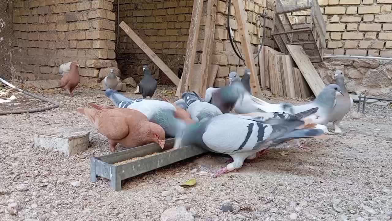 کبوتر پلاکی|پرنده|کازرون, |دیوار