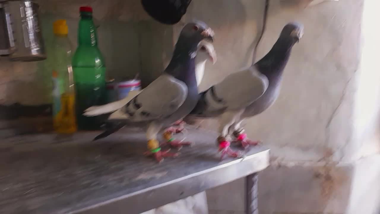 سه تا آلمانی درجه یک|پرنده|بردسکن, |دیوار