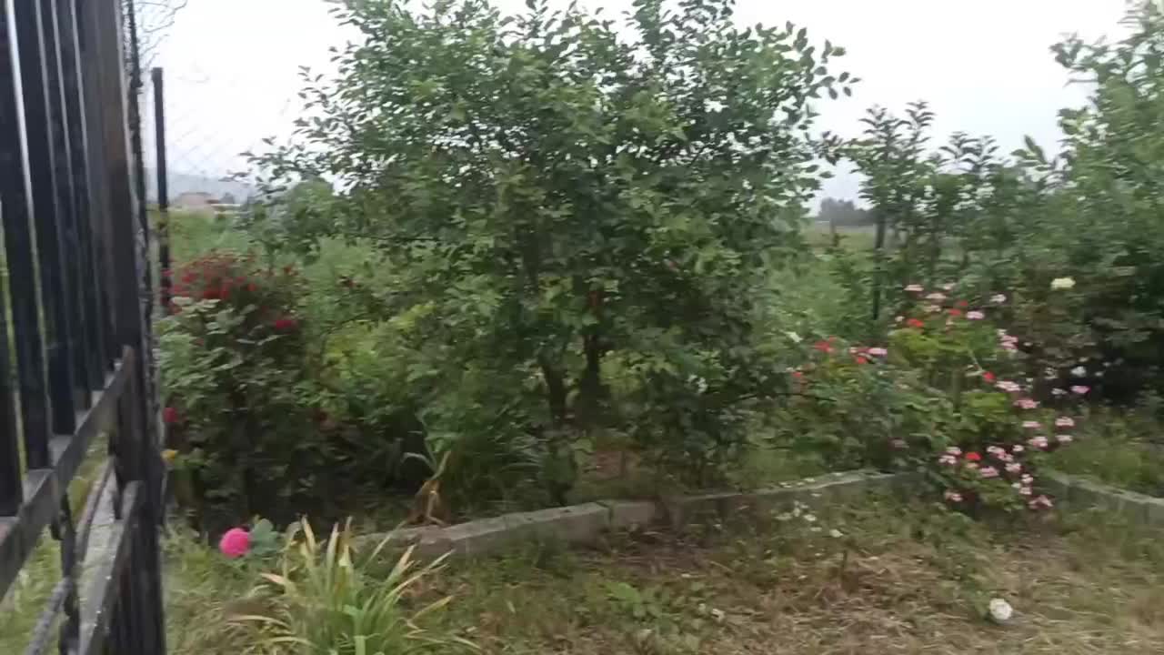 ۴۰۵ متر باغ توسکستان|فروش زمین و ملک کلنگی|گرگان, |دیوار