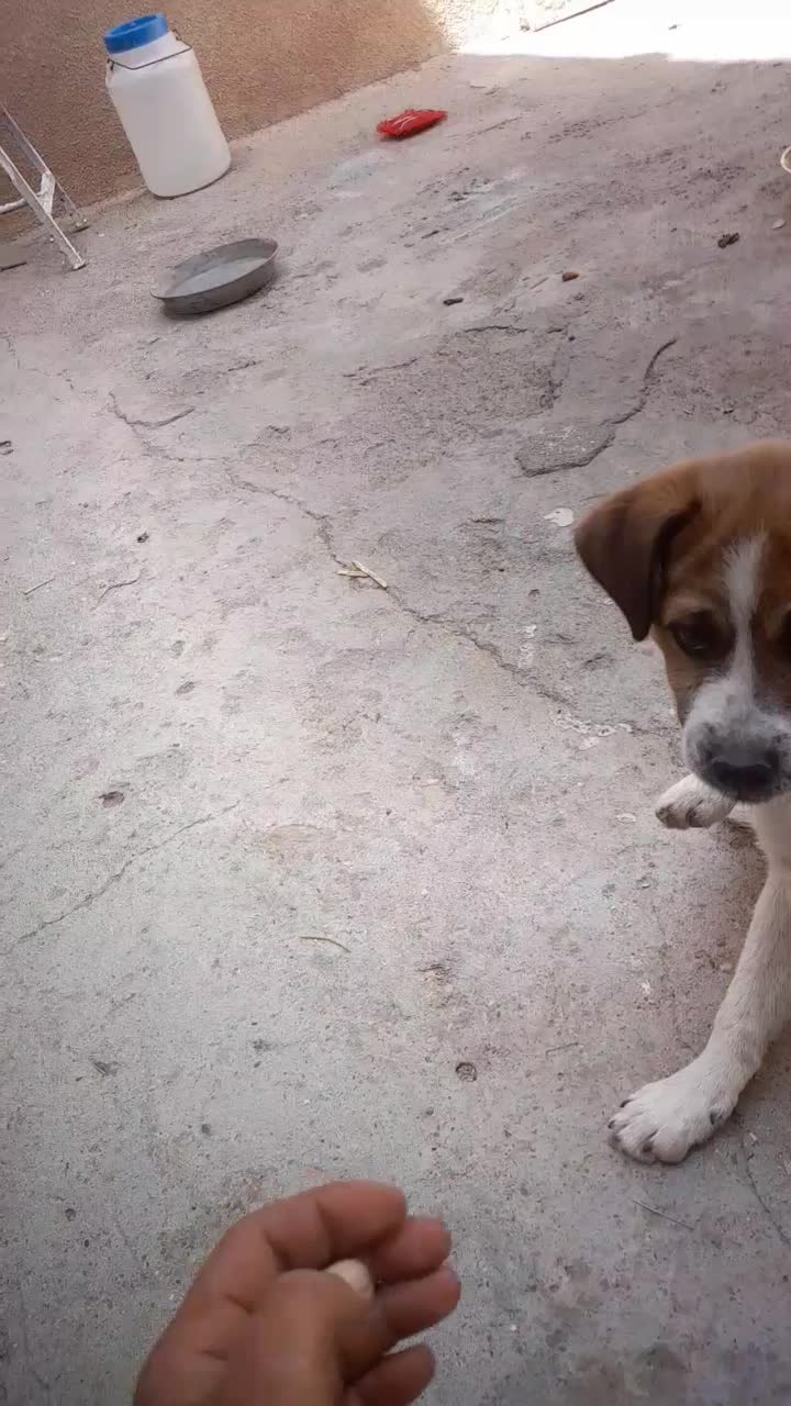 سگ پا کوتاه|سگ|بیجار, |دیوار