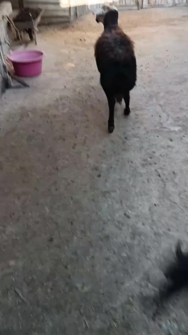 قوچ گوسفند|حیوانات مزرعه|سیلاخور, |دیوار