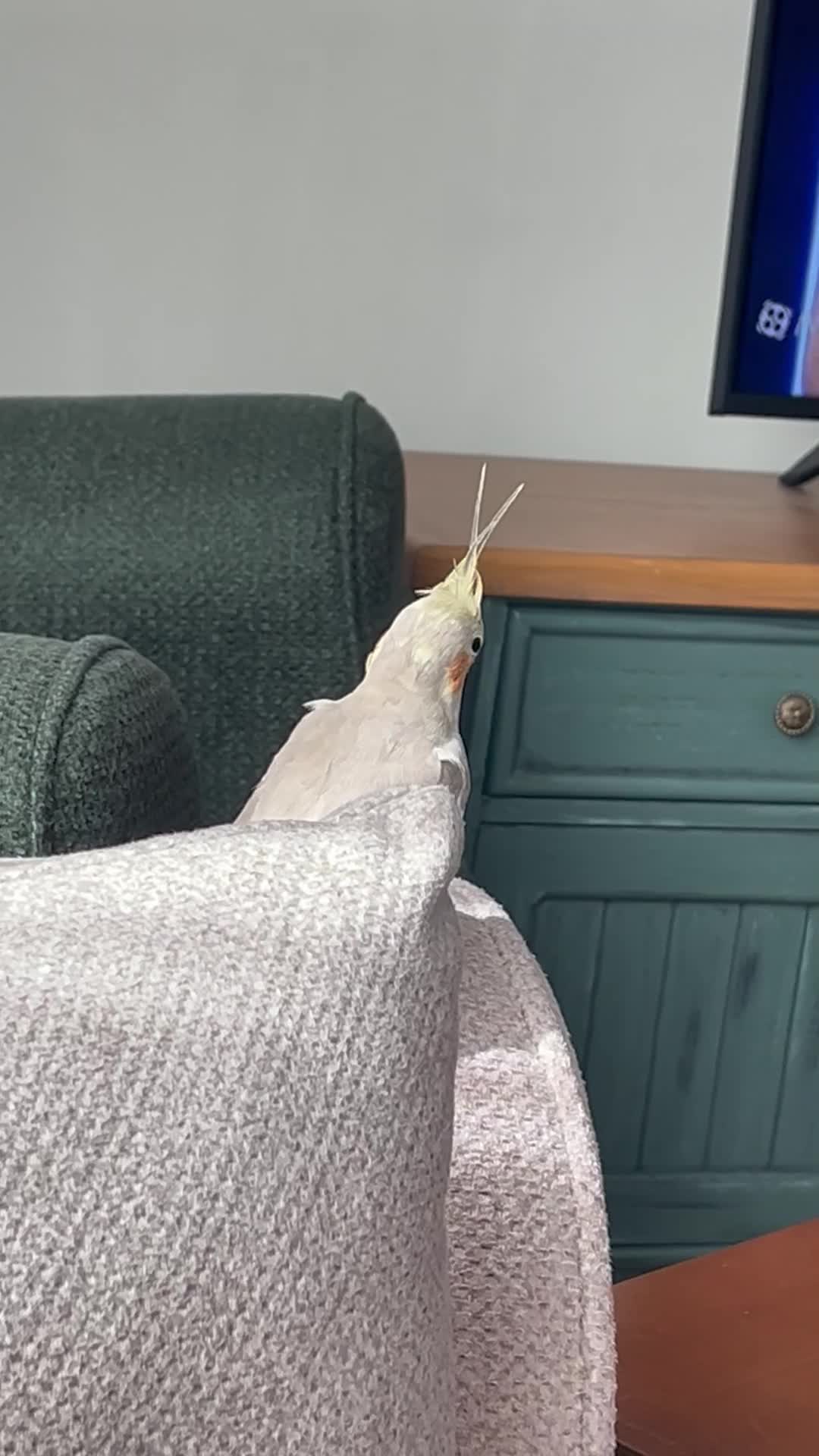 عروس هلندی|پرنده|تهران, استقلال|دیوار