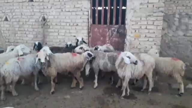 میش داشتی|حیوانات مزرعه|فیروزآباد (فارس), |دیوار