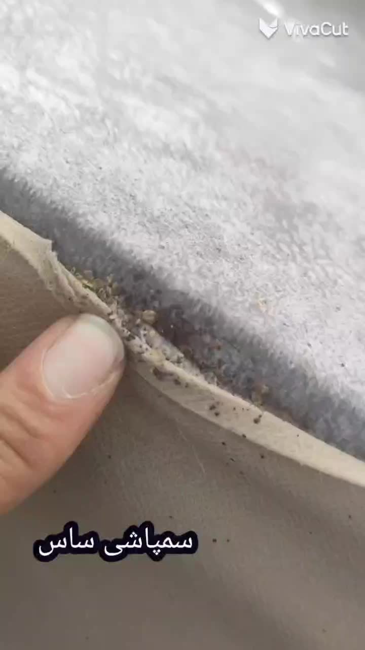 سمپاشی سوسک ساس موش موریانه کک بید با ضمانت100درصد|خدمات نظافت|مشهد, کوی سیدی|دیوار