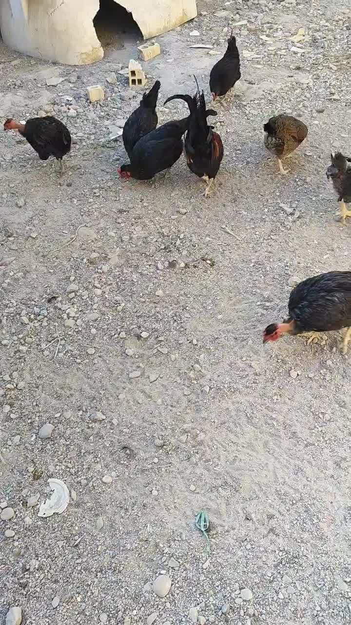 مرغ‌وخروس‌محلی|حیوانات مزرعه|بندر گناوه, |دیوار