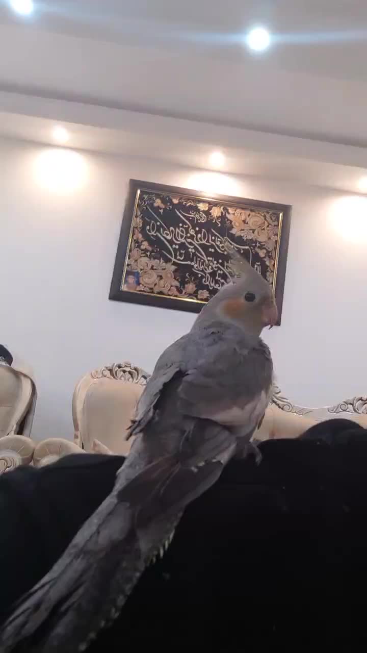 عروس هلندی|پرنده|مشگین شهر, |دیوار