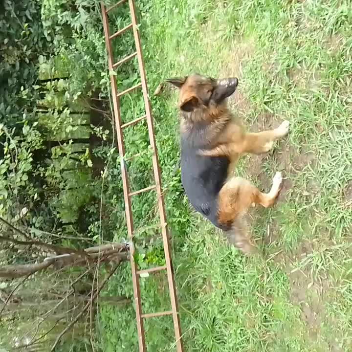 سگ ژرمن|سگ|شفت, |دیوار