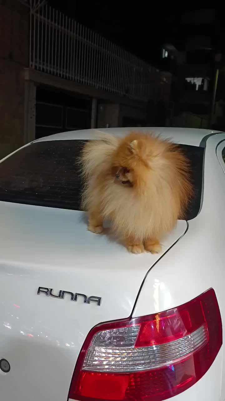 پامر خرسی نر وارداتی|سگ|اصفهان, خانه اصفهان|دیوار