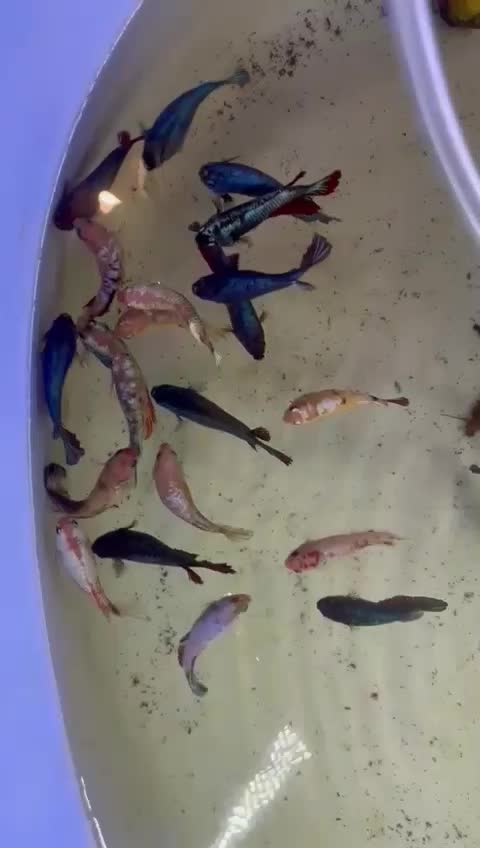 لارو فایتر پلاکت|ماهی|تهران, آبشار|دیوار