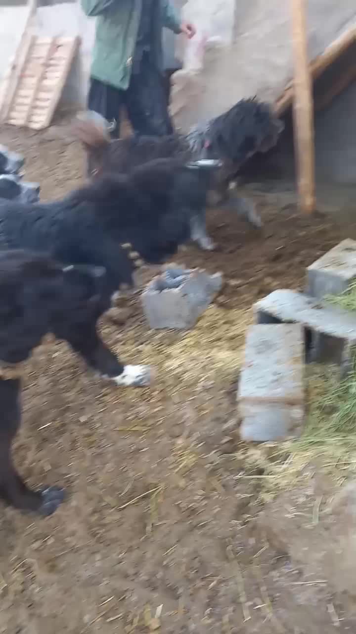 توافقی|سگ|قهدریجان, |دیوار