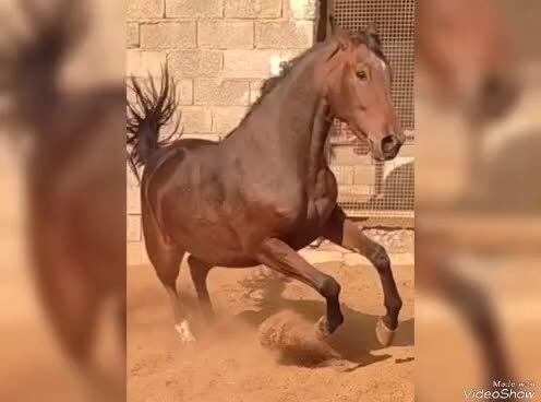 اسب|اسب و تجهیزات اسب‌سواری|نجف‌آباد, یزدانشهر|دیوار