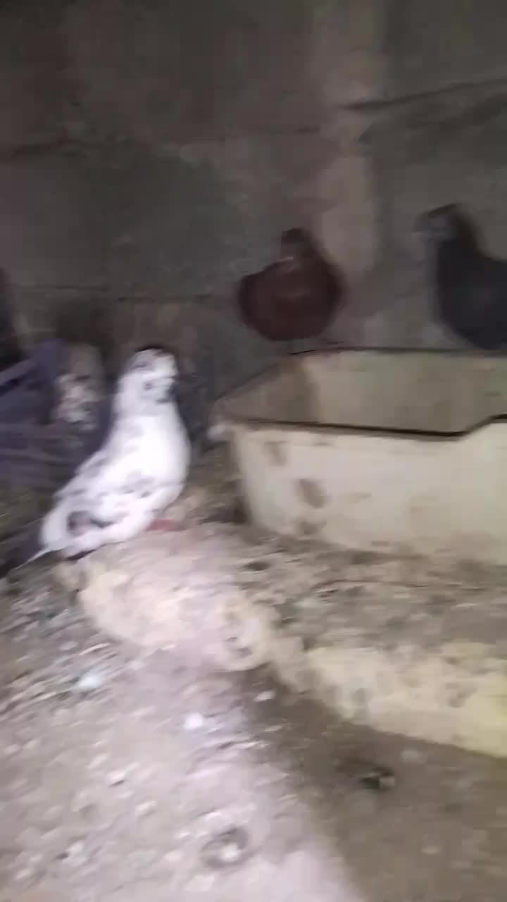 کفتر|پرنده|رودان, |دیوار