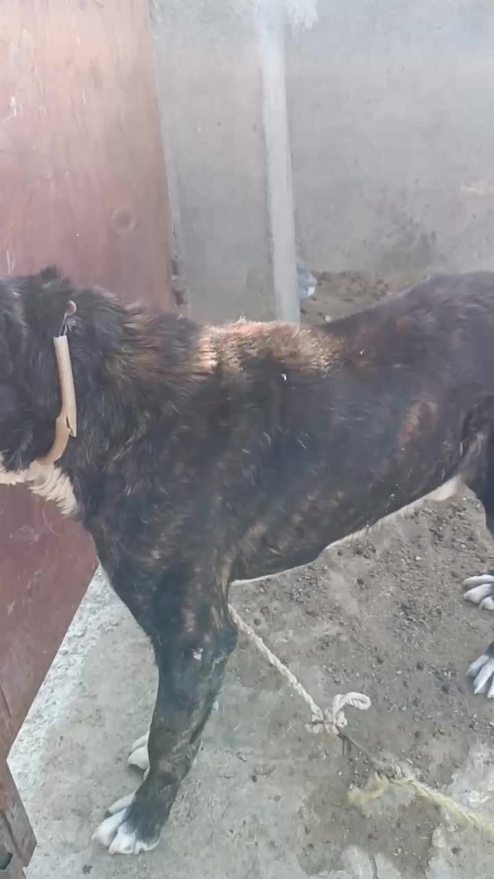 سگ رمگی|سگ|فریمان, |دیوار