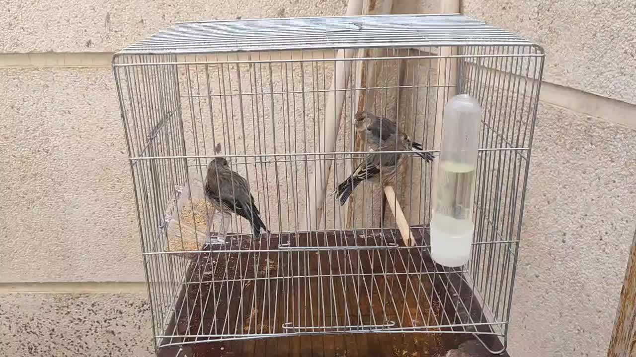 سهره قناری|پرنده|بیجار, |دیوار