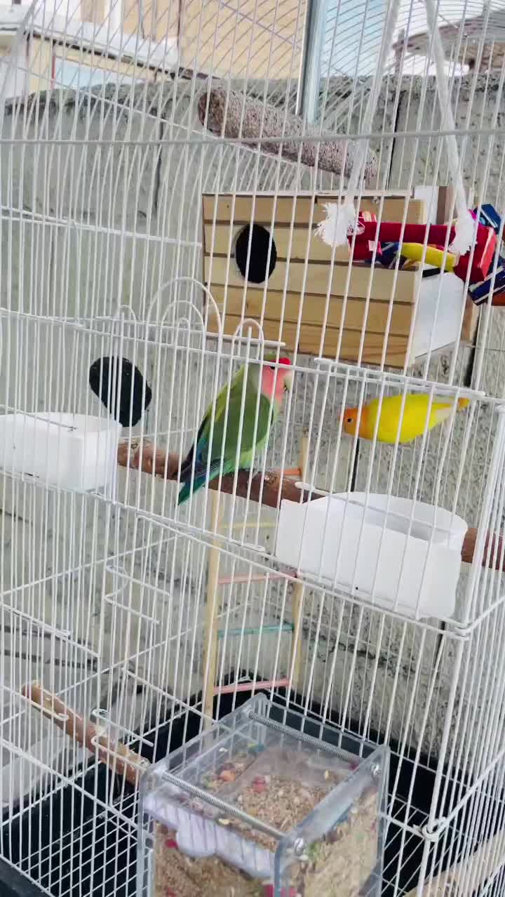 طوطی برزیلی|پرنده|جوانرود, |دیوار