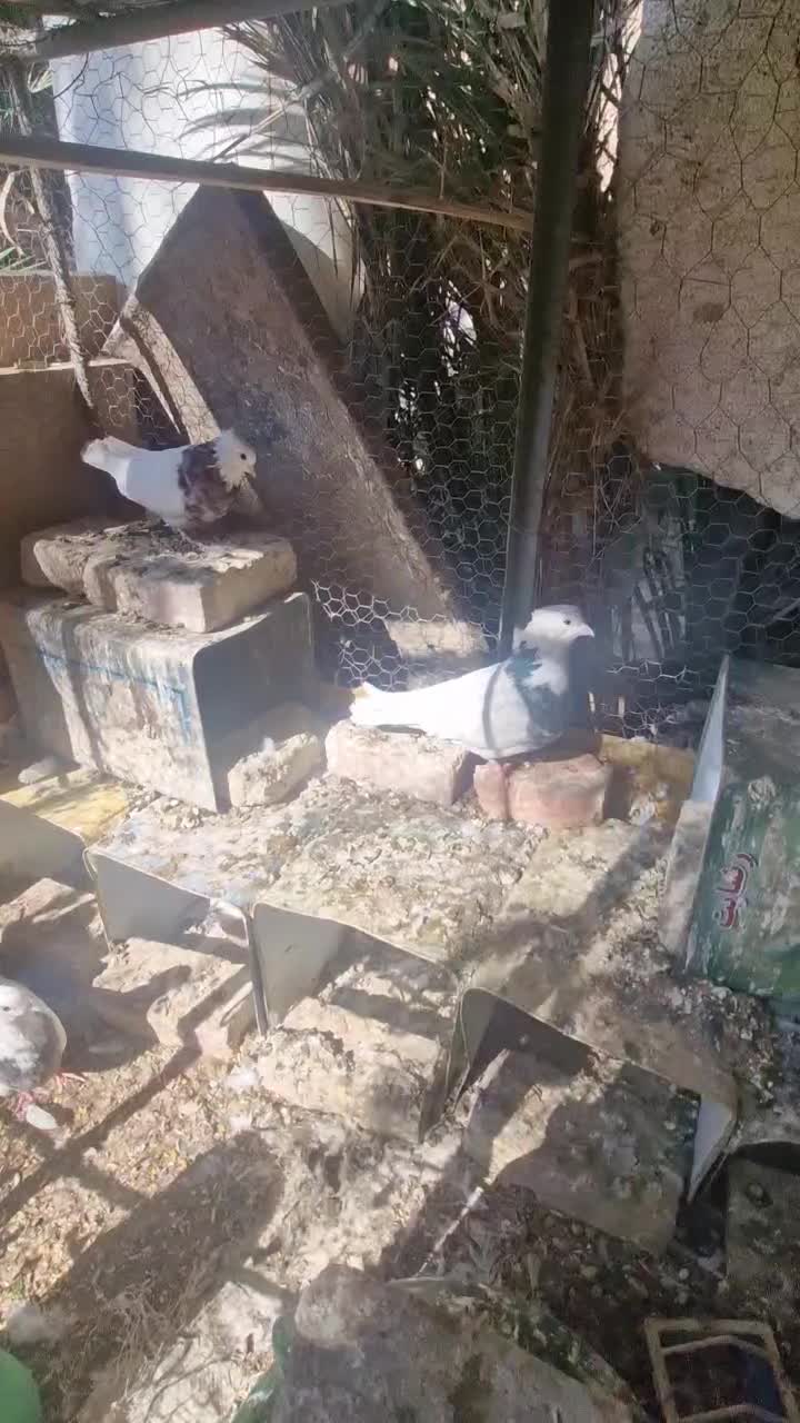 7 جفت طوقی زرین ، لیمویی و سیاه|پرنده|بافق, |دیوار