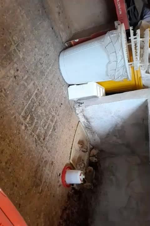 جوجه گلپایگان|حیوانات مزرعه|رشت, جانبازان|دیوار