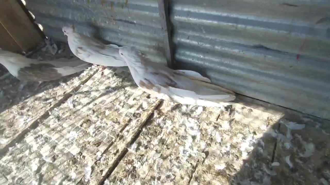 کبوتر دوبالی|پرنده|شاهرود, |دیوار