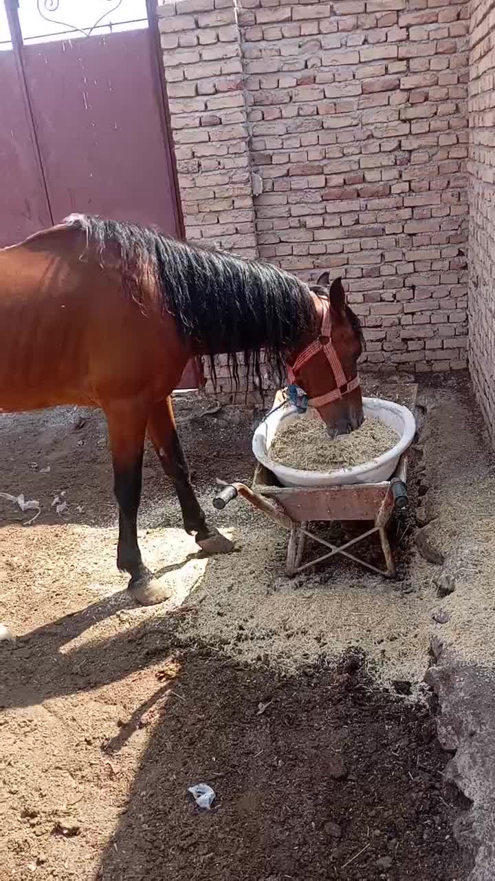 اسب|اسب و تجهیزات اسب‌سواری|اردبیل, |دیوار