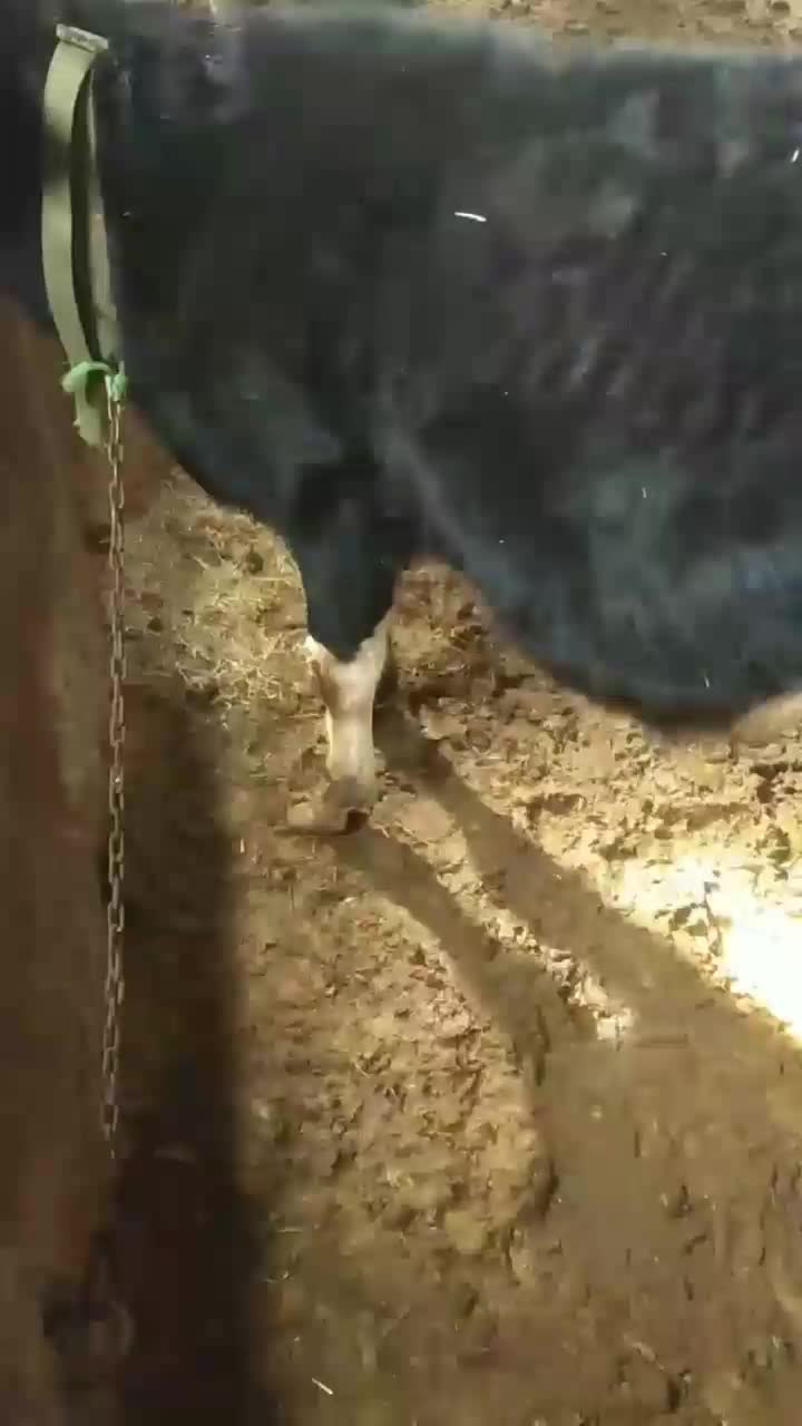 گوساله هلشتاین|حیوانات مزرعه|بیلوار, |دیوار