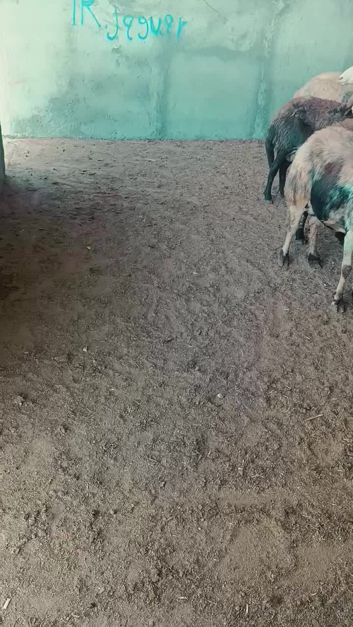 نه راس میش و بره عتیقه|حیوانات مزرعه|بروجرد, |دیوار