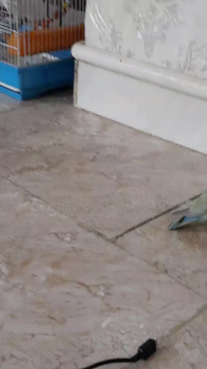 طوطی برزیلی نر|پرنده|تهران, عبدل‌آباد|دیوار