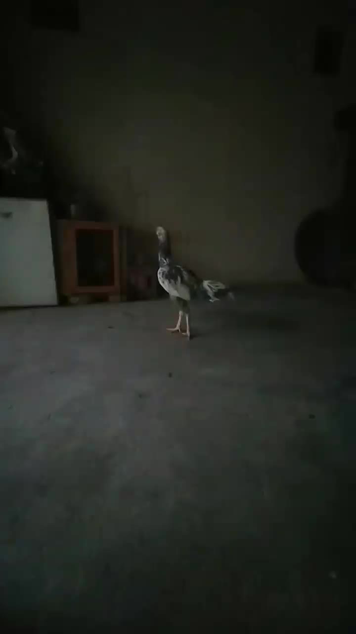 خروس لاری ریشو|حیوانات مزرعه|محمدیه-قزوین, |دیوار