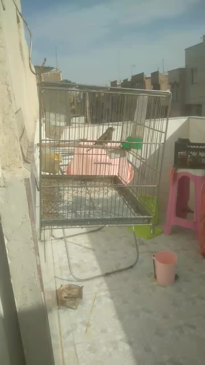 سهره|پرنده|قم, سید معصوم|دیوار