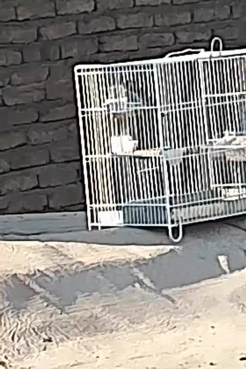 سهره وه گلبسر|پرنده|ری, صفاییه (چشمه علی)|دیوار