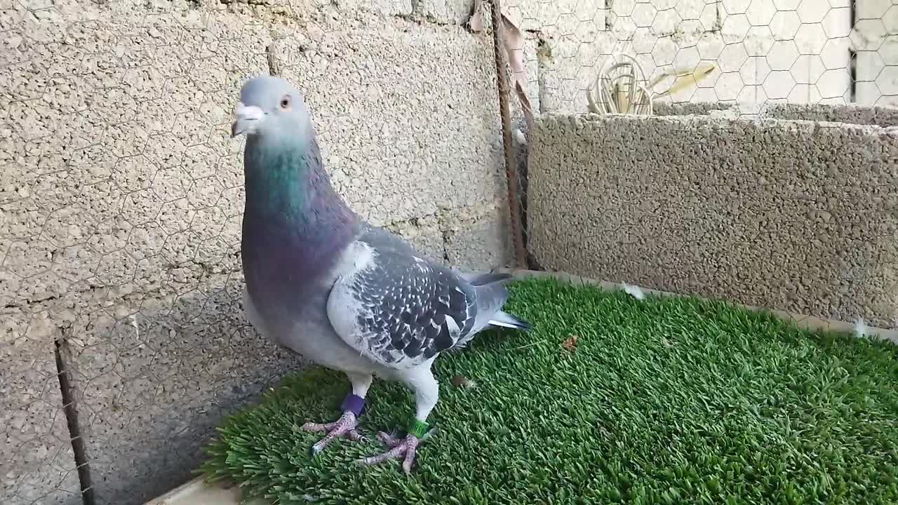 بتنبرگ نر خون خالص هزار نشسته|پرنده|برازجان, |دیوار