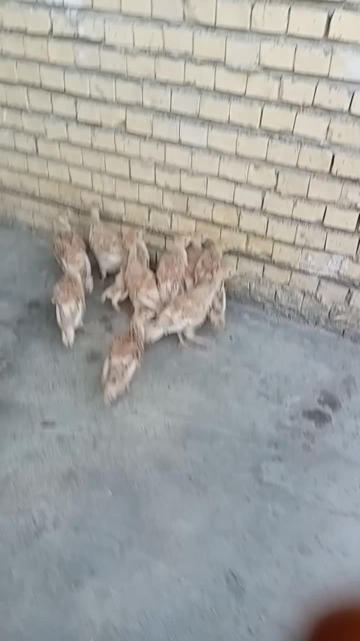 بوقلمون|حیوانات مزرعه|بندر ماهشهر, |دیوار