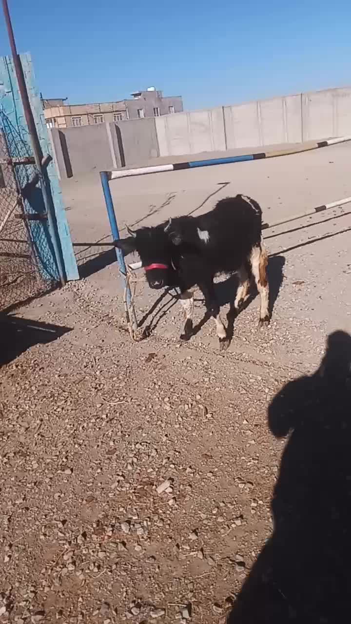 گوساله|حیوانات مزرعه|رباط‌کریم, شهرستانک|دیوار