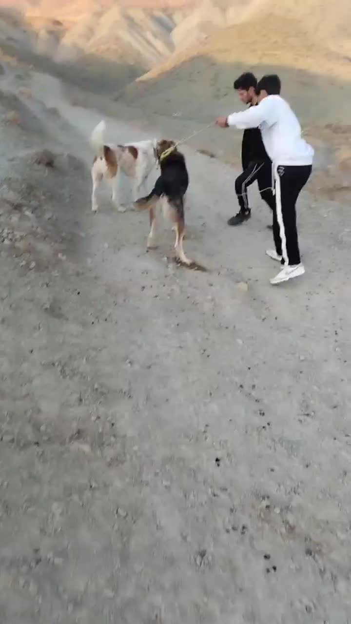 سگ گله|سگ|قوچان, |دیوار