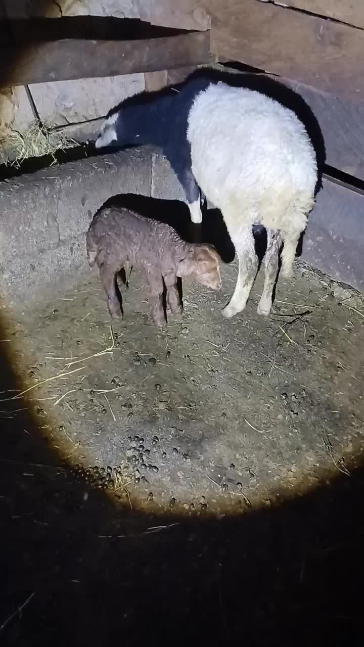 گوسفند با بره نر|حیوانات مزرعه|پرهسر, |دیوار