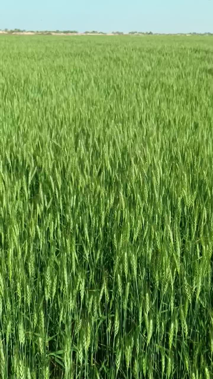 زمین کشاورزی واقع در شادگان|فروش دفتر صنعتی، کشاورزی، تجاری|شادگان, |دیوار