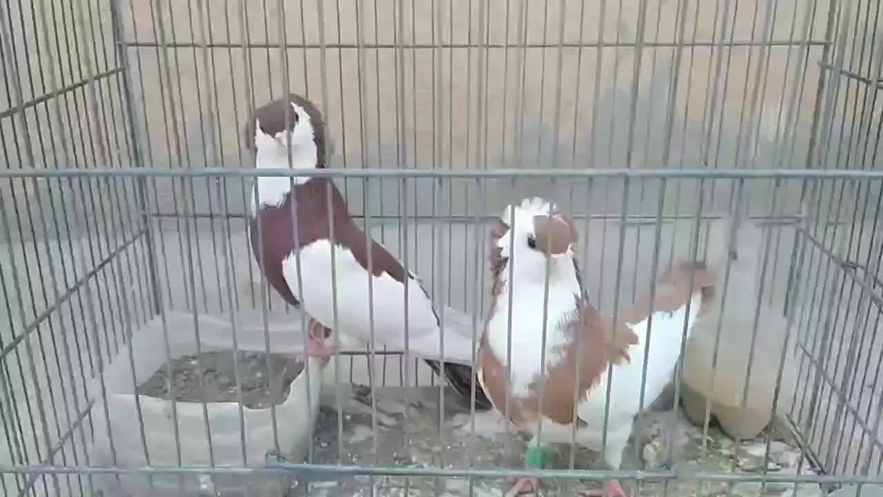 کبوتر زینتی کمیاب ناصری|پرنده|قم, نیروگاه|دیوار