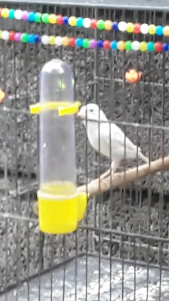 قناری نر سفید بلند....|پرنده|آمل, |دیوار