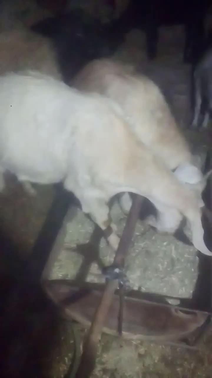 فروش بزغاله شکم اول|حیوانات مزرعه|بن, |دیوار