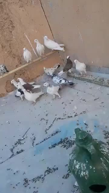 کبوتر|پرنده|سمنان, |دیوار