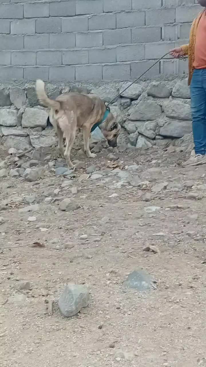 واگذاری‌سگ‌سرابی|سگ|سراب, |دیوار