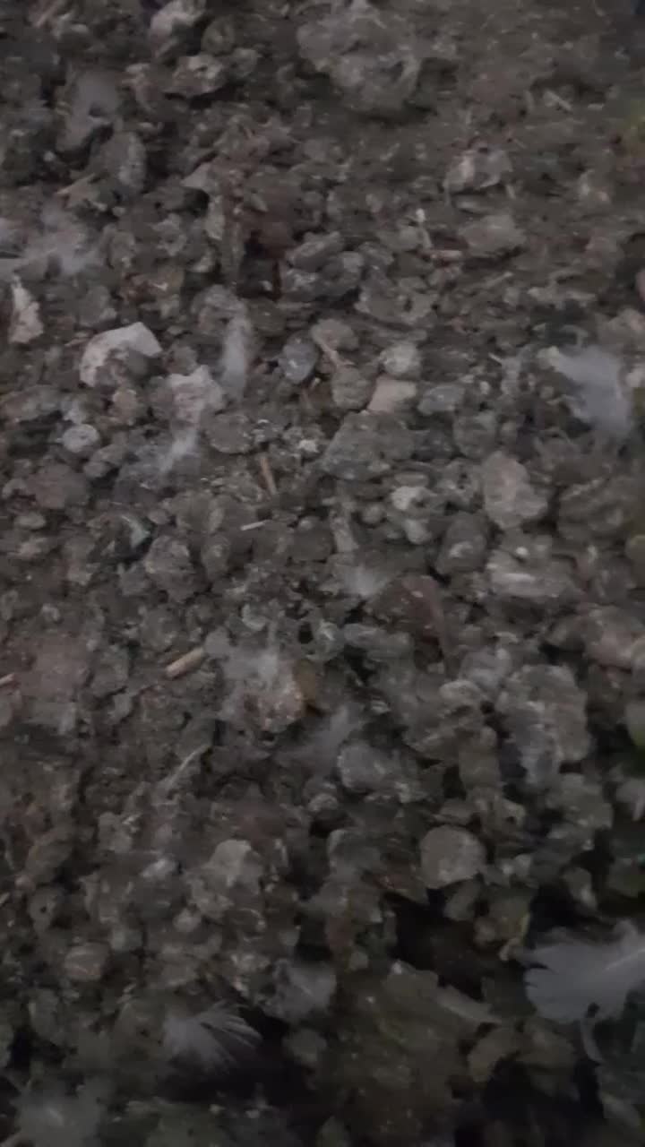 کود کبوتر|گل و گیاه طبیعی|زند, |دیوار